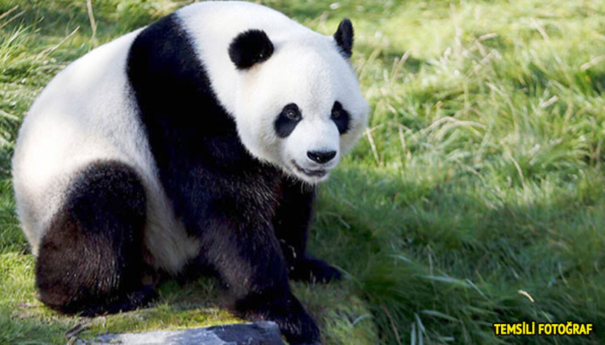 Belçika’da panda bakıcıyı ağır yaraladı