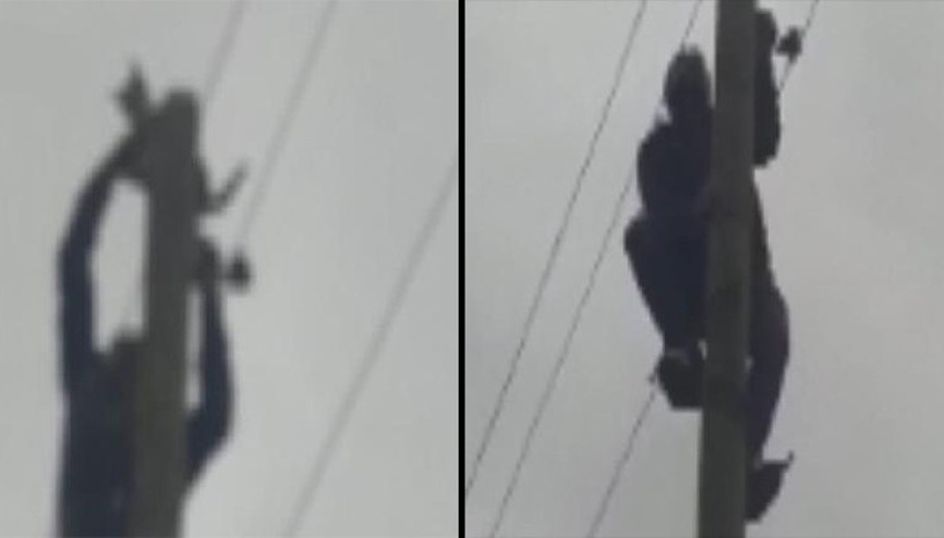 Telefon direğinde mahsur kalan kediyi muhtar kurtardı