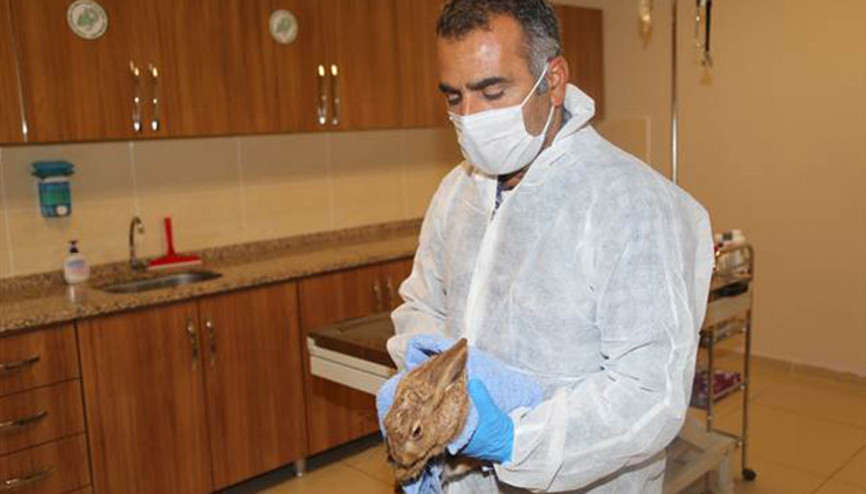 Şanlıurfada okul bahçesinde bulunan yaralı yabani tavşan tedavisinin ardından doğaya bırakıldı