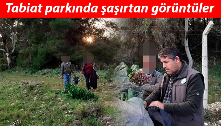 İzinsiz orkide topladılar Cezası büyük oldu