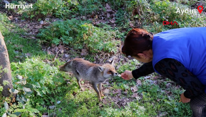 Sevimli tilkiyi aç bırakmadı, simitle besledi