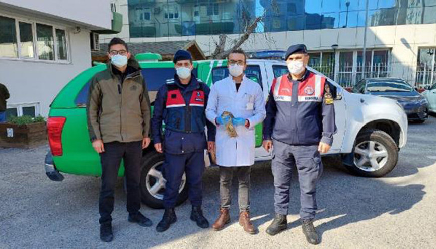 Yaralı atmacaya jandarma sahip çıktı Yaralı atmacaya jandarma sahip çıktı