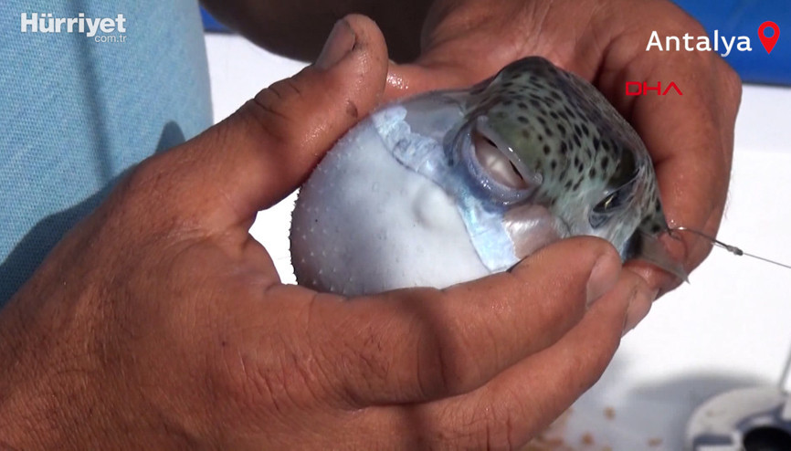 Balon balığı zehri, ağrı kesici ilaca dönüşüyor