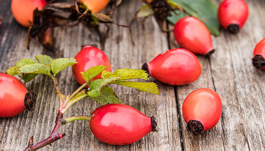 Kuşburnunun Faydaları Nelerdir, Çayı Nasıl Yapılır İşte Kuşburnunun Faydaları