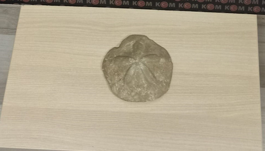Polis iş yerine baskın yaptı, milyonlarca yıllık deniz yıldızı fosili ele geçirildi