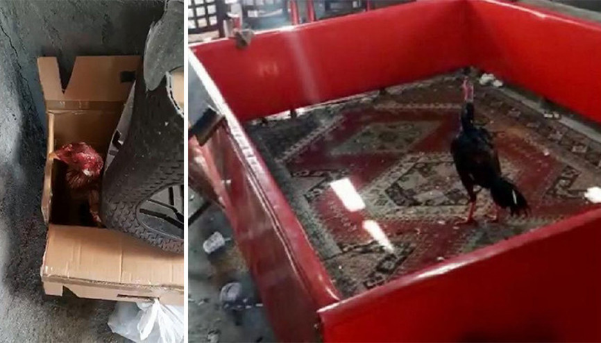 Elazığda horoz dövüştüren 27 kişiye ceza Elazığda horoz dövüştüren 27 kişiye ceza