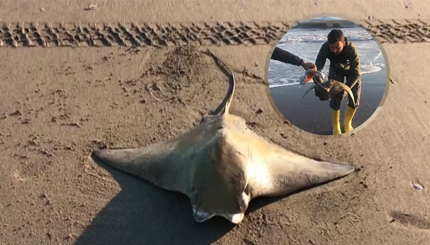 Kıyıya vuran mandabaş vatozu böyle hayata döndürüldü