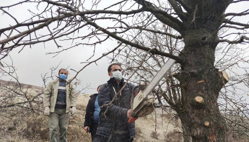 Tuncelide, menengiç ağaçlarında Antep fıstığı yetişecek