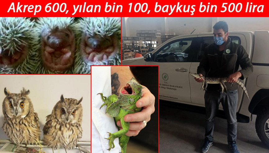 İnternet üzerinden hayvan satışına tepkiler büyüyor