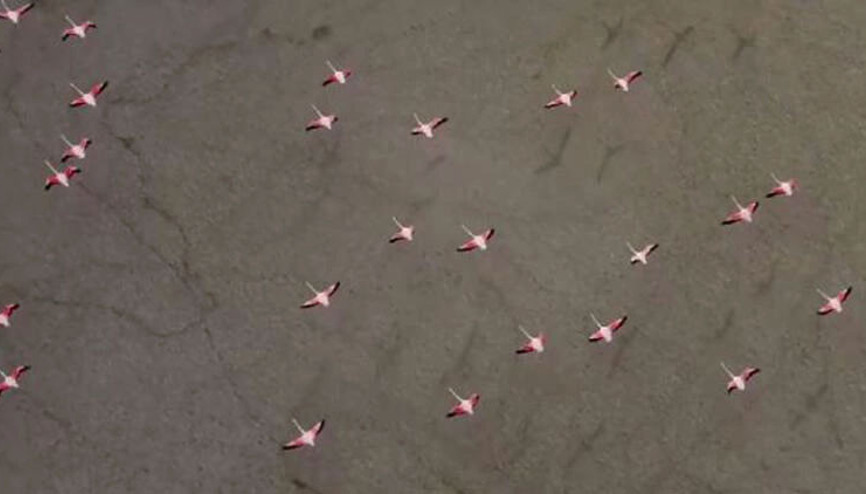 Yarışlı Gölünün allı turnaları havadan görüntülendi