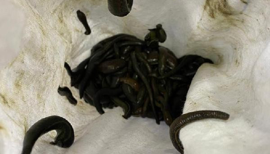 Sabiha Gökçen Havalimanında binlerce sülük ele geçirildi