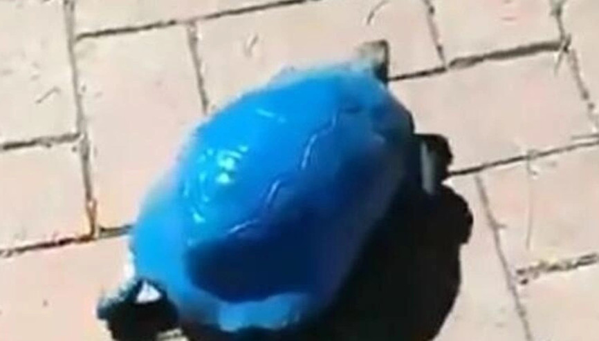 Antalyada kaplumbağayı maviye boyadılar