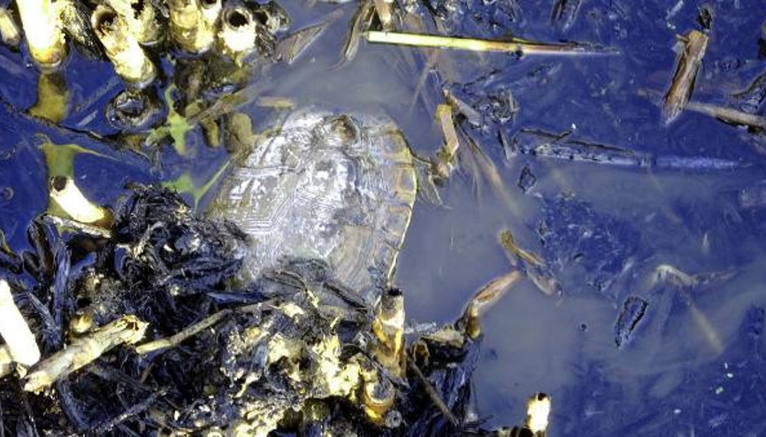 Vandaki sazlıkta çıkan yangından geriye kalanlar yürekleri dağladı