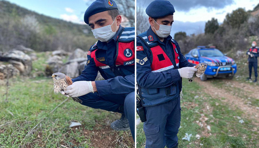 Jandarmanın yaralı bulduğu kerkenez tedaviye alındı