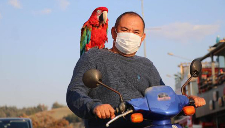 Papağanı, can dostu oldu