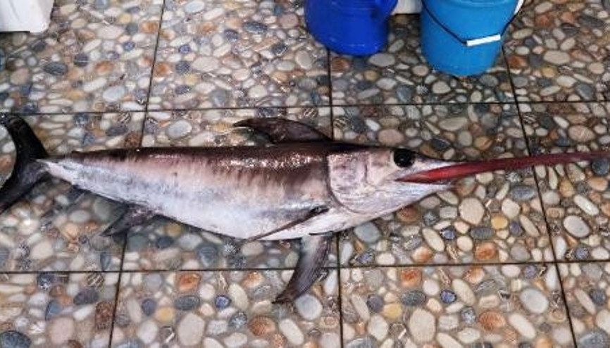 Çanakkalede yakalandı 1,5 metre uzunluğunda... Kilosu 20 TL