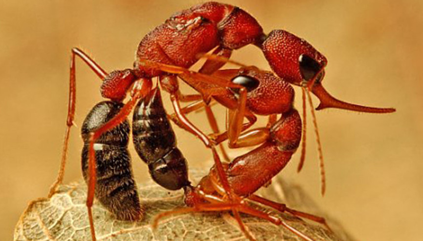 Bilim dünyası şaşkın Dişi karıncalar kraliçe olabilmek için beyinlerini feda ediyor