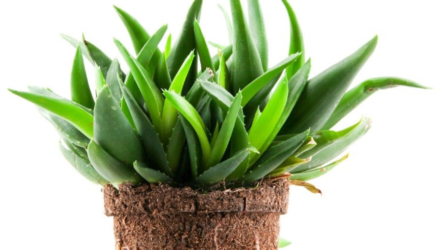 Evde aloe vera bakımı nasıl yapılır