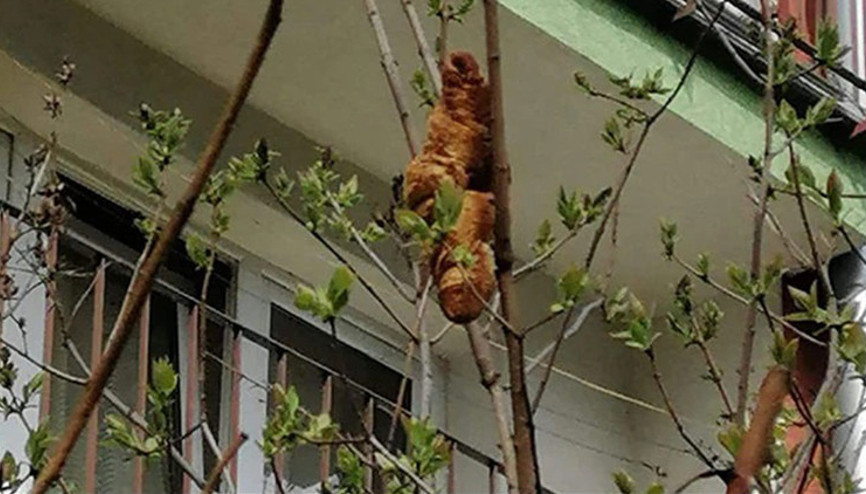 Ağaçta hayvan var diyerek çağırdı, gerçek herkesi şoke etti