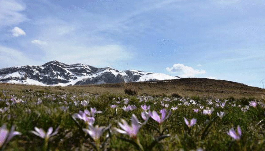 Nemrut’un kardelenleri, görsel şölen sunuyor