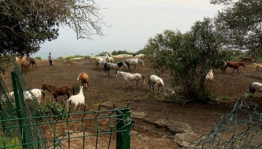 Adalardan Hatay’a gönderilen 99 atın kaybolduğu iddiasına çifte soruşturma