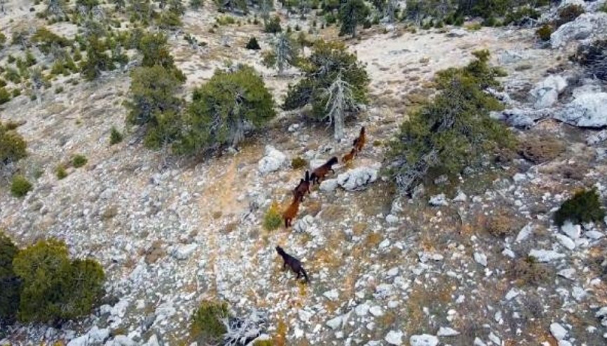 Burdurda yılkı atları, dronla görüntülendi