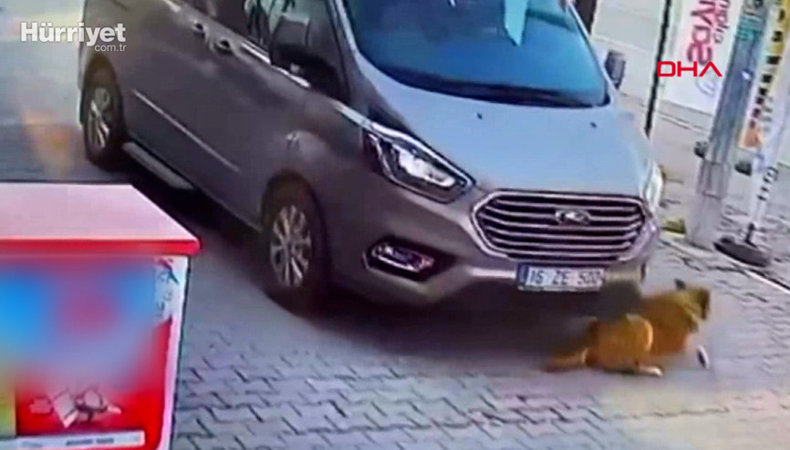 Böyle vicdansızlık görülmedi Köpeği ezip ardına bakmadan kaçtı....