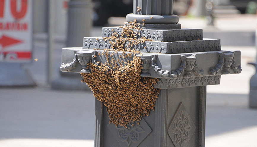 Vatandaşları tedirgin eden görüntü Arılar istila etti...