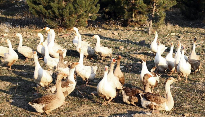 Hobi civcivler ekmek kapısı oldu