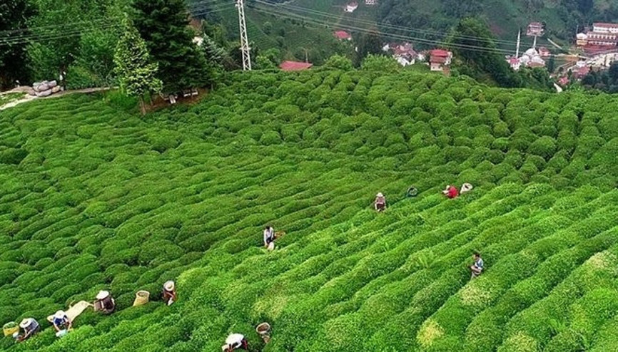 Rize Valiliğinden Çay tarlasına giden vatandaşlara ceza yazılıyor  iddiasına yanıt