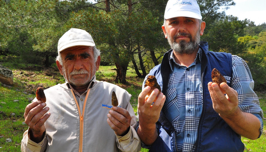 Yuntdağı bölgesinde yetişiyor Kilosu 200 liradan alıcı buluyor
