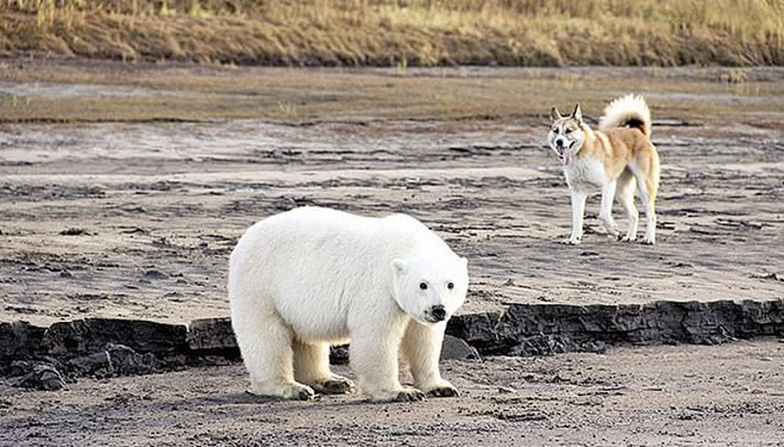 Çantada yiyecek var mı
