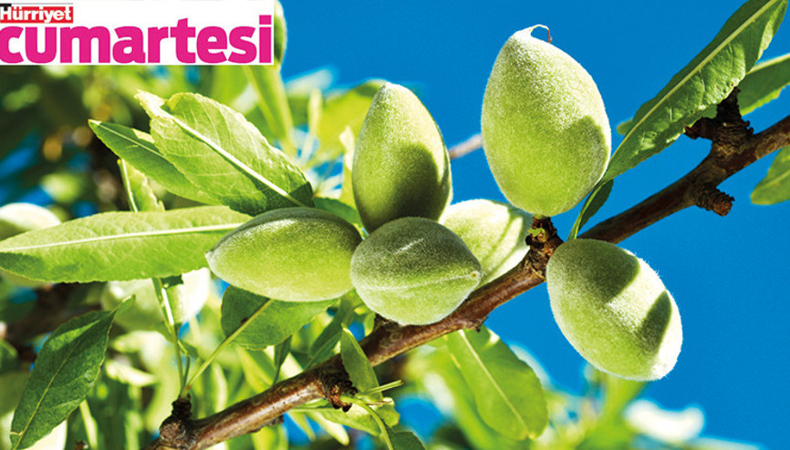 Üç farklı haliyle çağla şimdi sofralarda