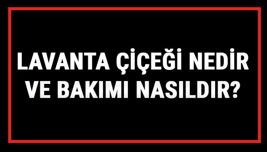 Lavanta Çiçeği Nedir Ve Bakımı Nasıldır Lavanta Çiçeği Anlamı, Özellikleri, Faydaları Ve Yetiştiriciliği