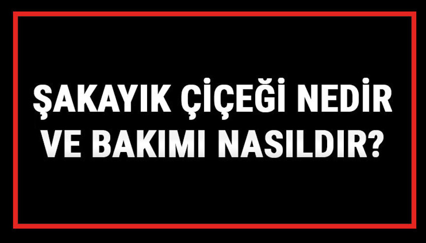Şakayık Çiçeği Nedir Ve Bakımı Nasıldır Şakayık Çiçeği Anlamı, Özellikleri, Faydaları Ve Yetiştiriciliği