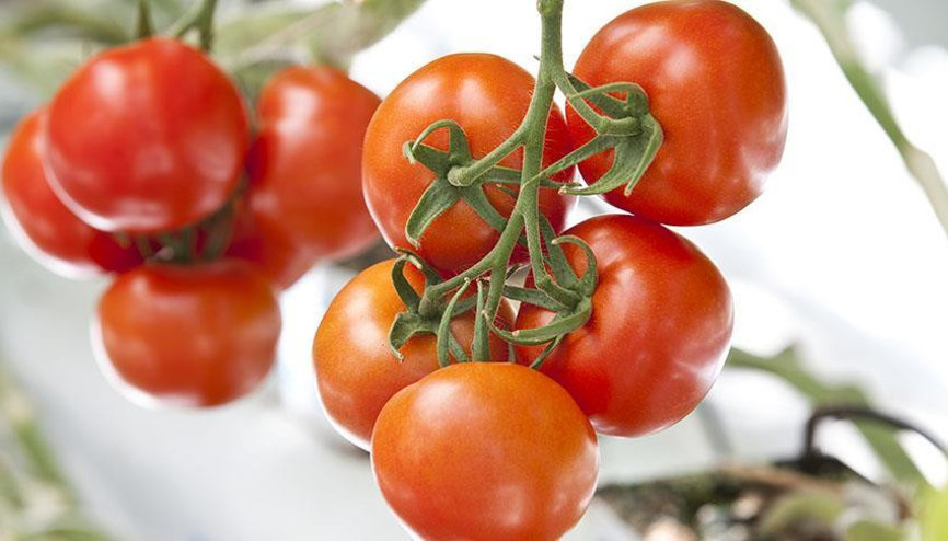 Antalya halleri nisan ayı domates, sebze ve meyve endeksi açıklandı