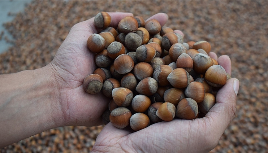 Fındık ihracatının yüzde 40ı Trabzondan yapıldı