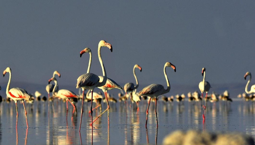 Flamingolar kuluçkaya hazırlanıyor