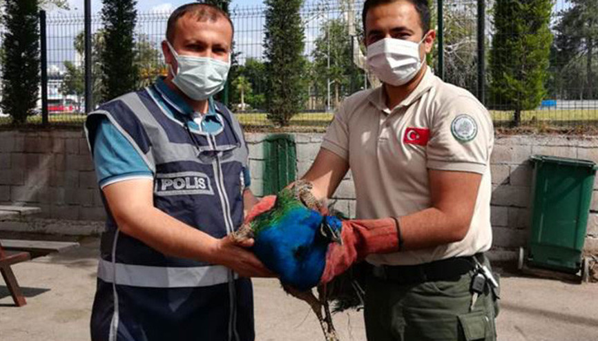 Tavus kuşu çalanlar yakalandı