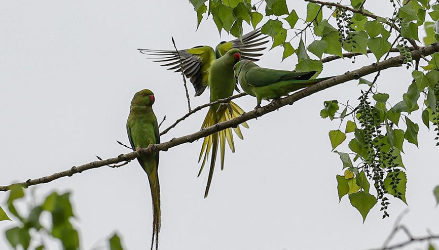 46 yıldır Ankaralılar