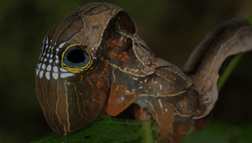 Karikatür mü gerçek mi Görenler gözlerine inanamıyor...