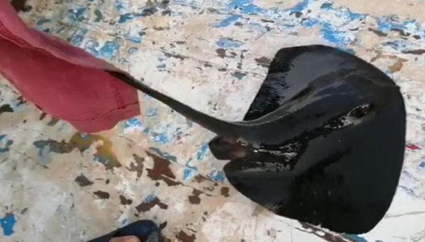 Antalyada nesli tehlike altındaki mor vatoz, oltaya takıldı