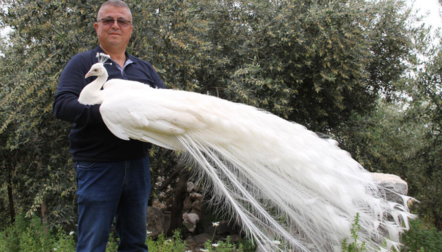 Hobi için başladı Şimdi tavus kuşlarının tanesini 5 bin liraya satıyor