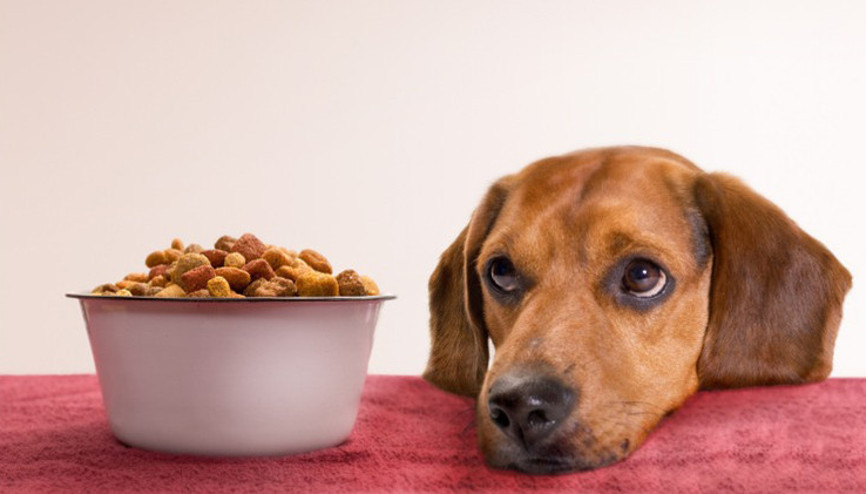 Köpeklerini vegan besleyen çifte ceza Hayvanlar için zararlı mı