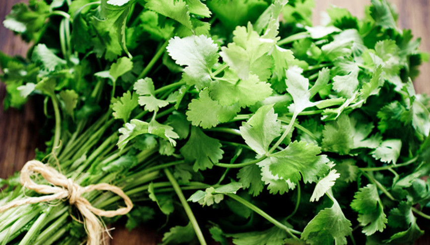 Kişniş nelere iyi gelir, tüketirken nelere dikkat edilmeli İşte kişnişin faydaları Kişniş nelere iyi gelir, tüketirken nelere dikkat edilmeli İşte kişnişin faydaları