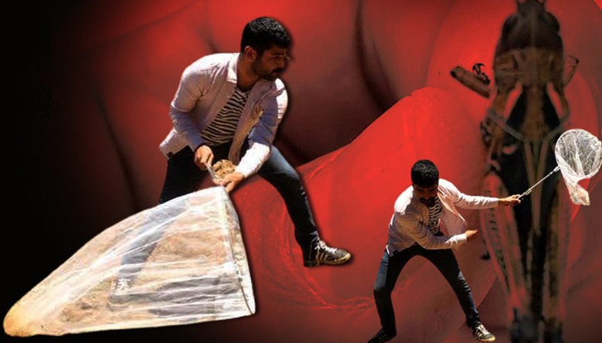 Gaziantep’te 6 mahallede çekirge paniği
