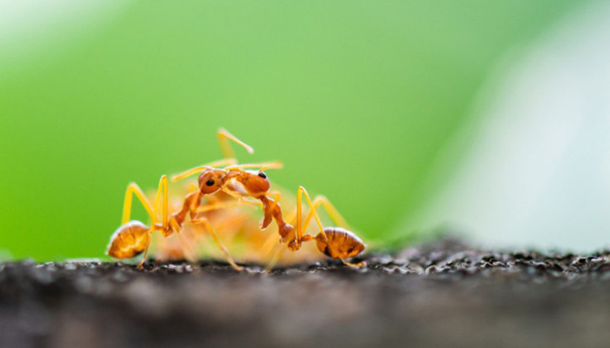 Bilim insanları şaşkın Karıncalar akraba evliliğinden kaçıyor…