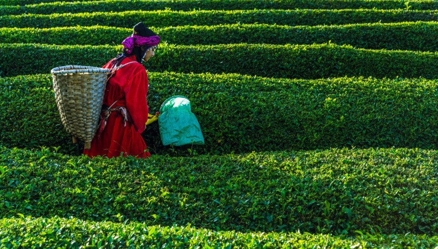 Çaykur yaş çay fiyatı 2021: Çay alım fiyatı ne kadar oldu