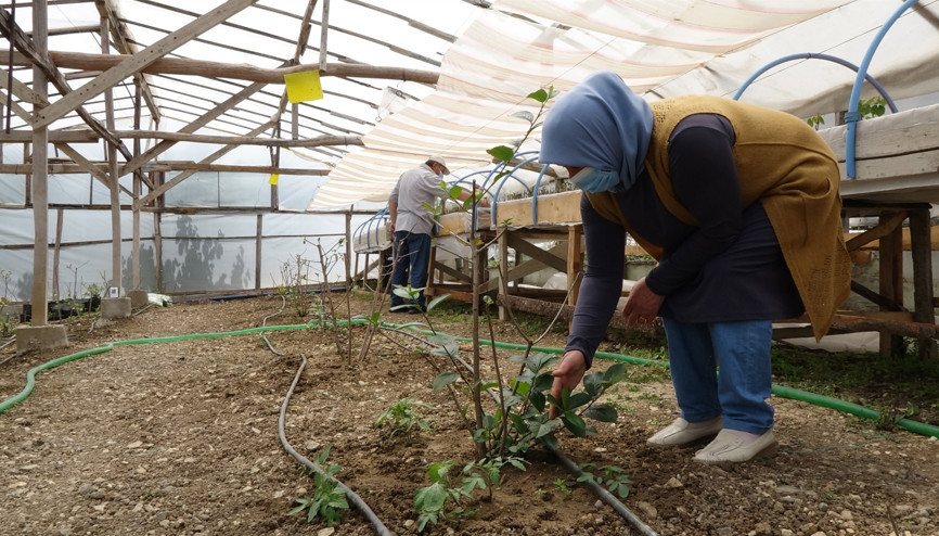 Aronya meyvesinin deneme üretimleri başarıyla tamamlandı Aronya meyvesinin deneme üretimleri başarıyla tamamlandı