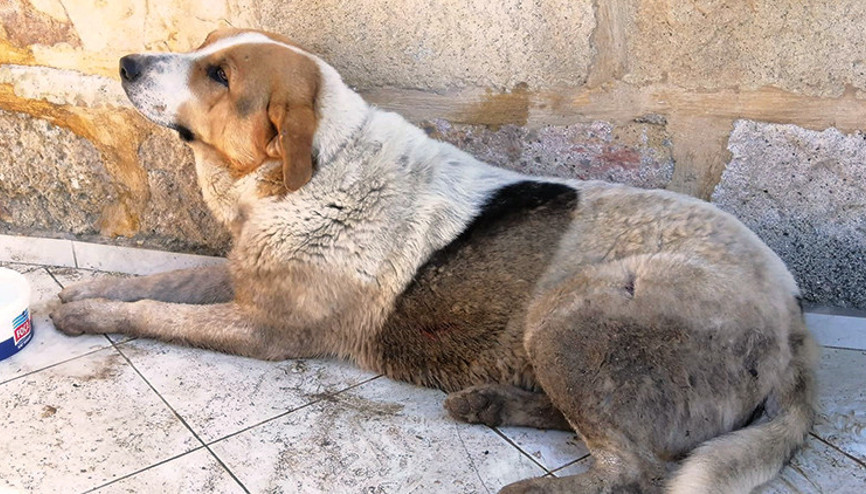 Şanslı’ya tatilci zulmü